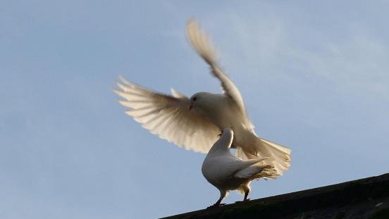 Doves - Beauty of animal forms